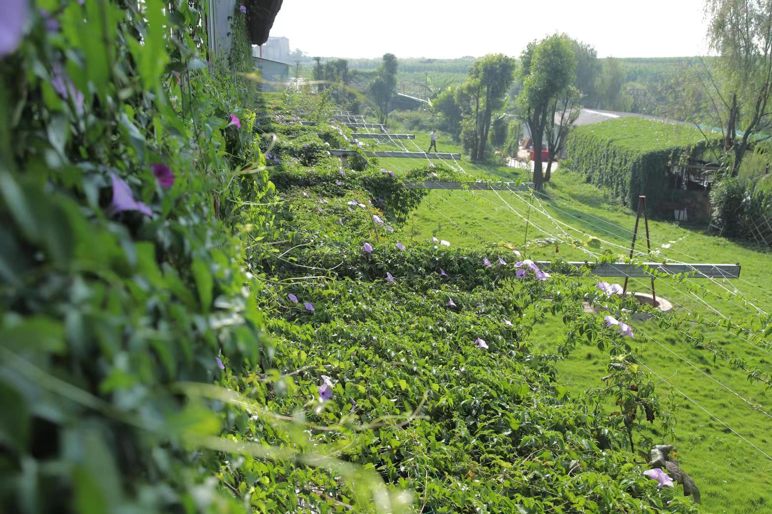 东风庄园-尼果30年玫瑰蜜干红葡萄酒——源自法国“血统”的美酒