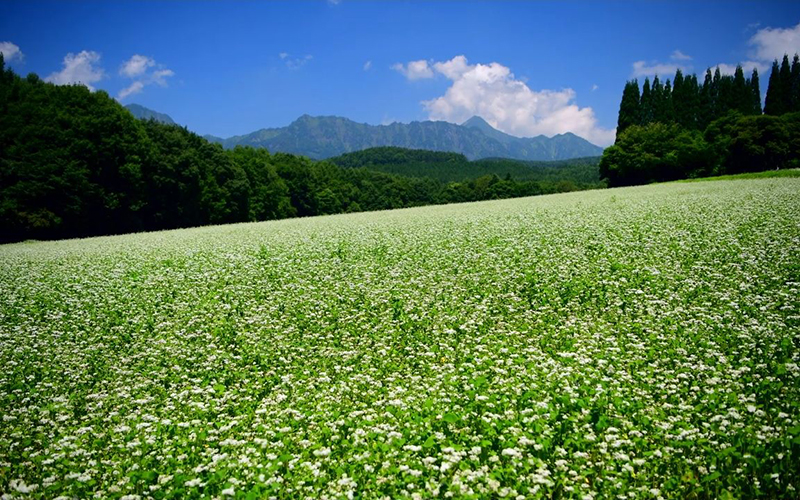 荞麦基地.jpg